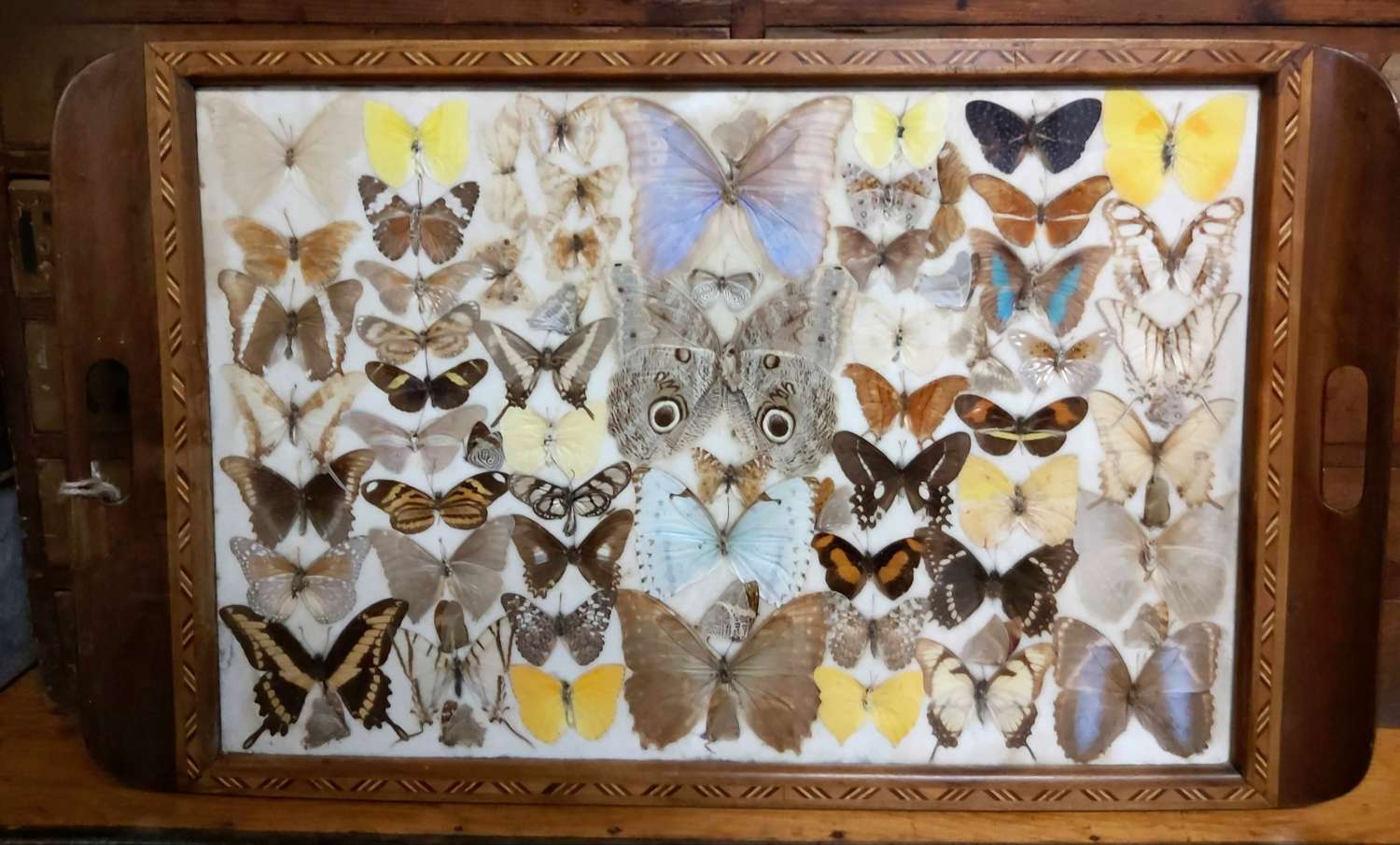 1930's Butterfly specimen tray