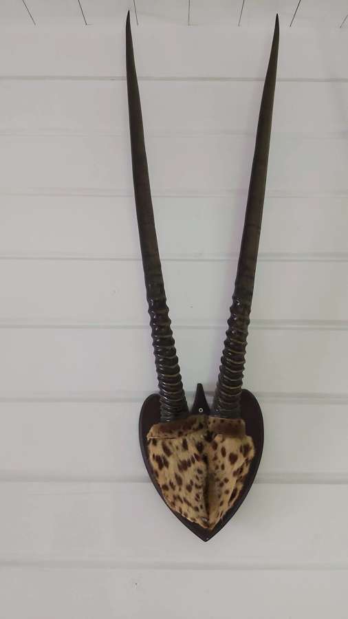 Antique Mounted Gemsbok horns