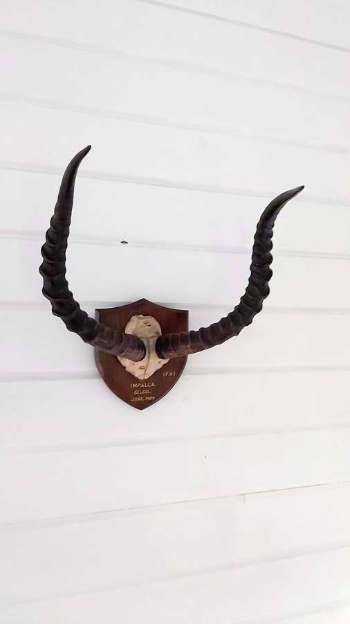 Early 20th century mounted Impalla horns