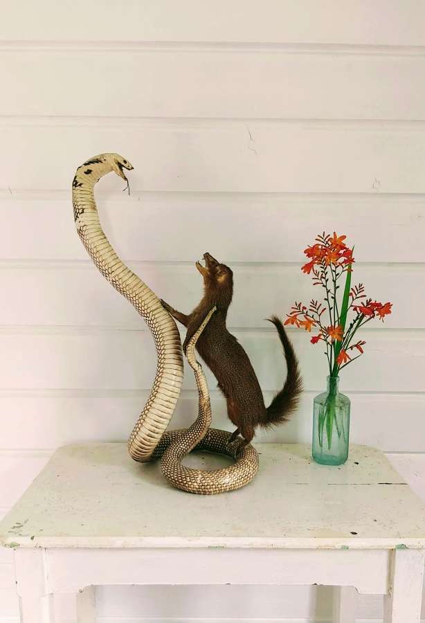 Early 20th century Snake and Mongoose taxidermy display