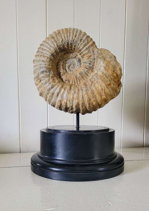 Prehistoric mounted ammonite fossil