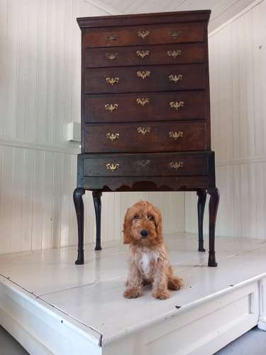 Early 18th Century Irish Oak Chest on Stand