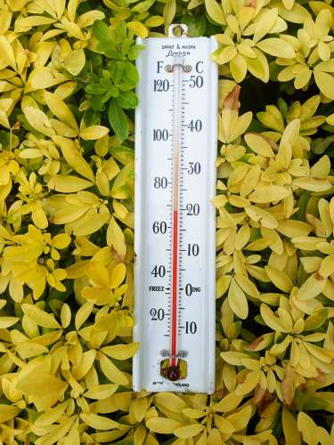 Early 20th Century Short&Mason Greenhouse Thermometer