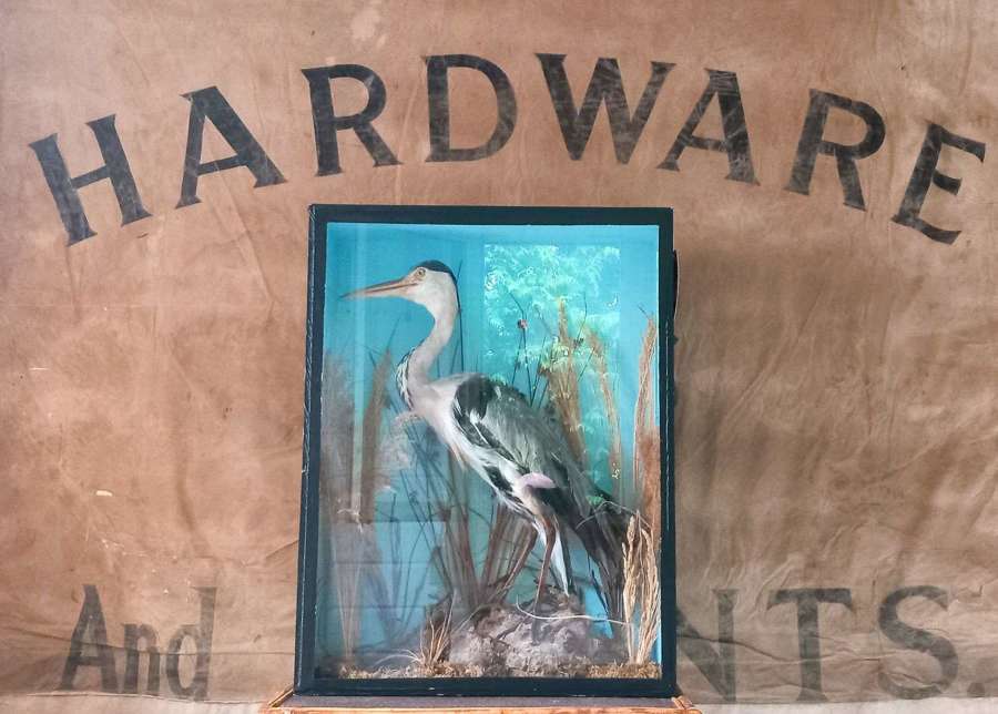Early 20th Century cased Taxidermy study of a Heron