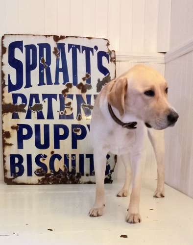 C1900 Original Spratts Patent Puppy Biscuits Enamel Advertising Sign