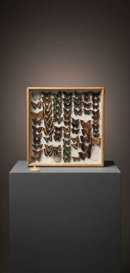 Mid 20th Century cased display of Butterflies