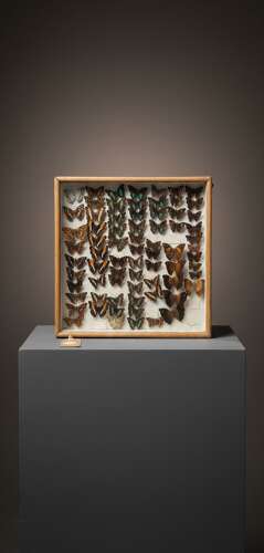 Mid 20th Century cased display of Butterflies