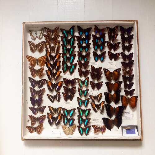Mid 20th Century cased display of Butterflies