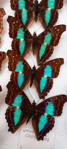 Mid 20th Century cased display of Butterflies