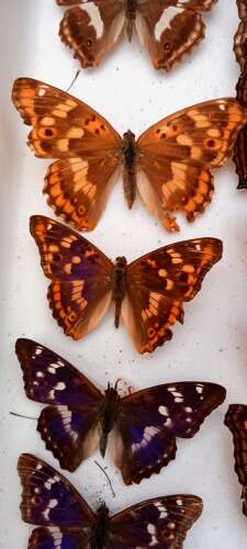 Mid 20th Century cased display of Butterflies