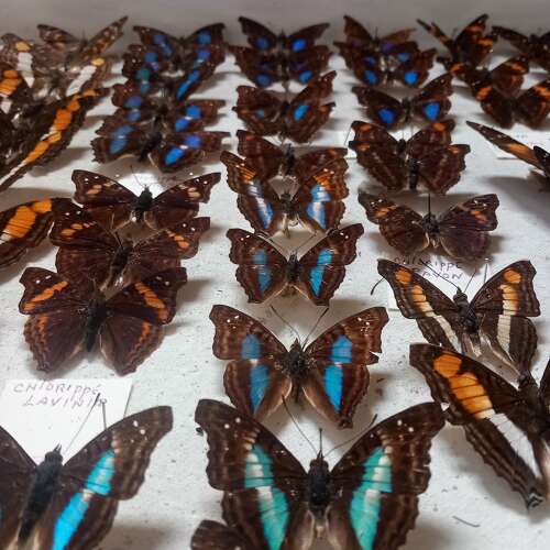 Mid 20th Century cased display of Butterflies