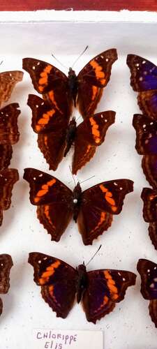 Mid 20th Century cased display of Butterflies