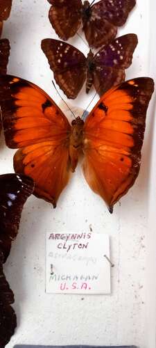 Mid 20th Century cased display of Butterflies